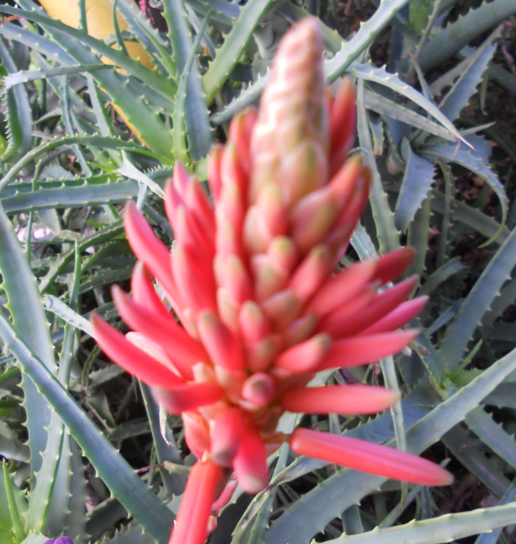 アロエの花