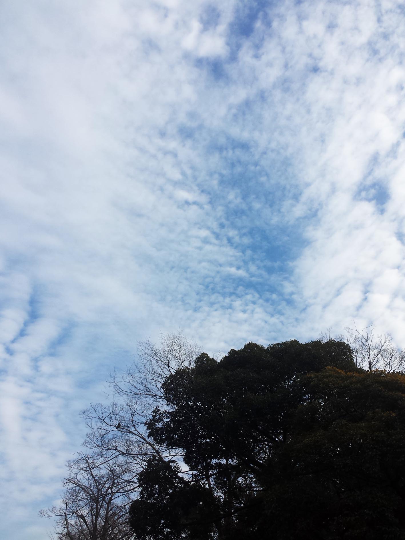 氷川神社の境内