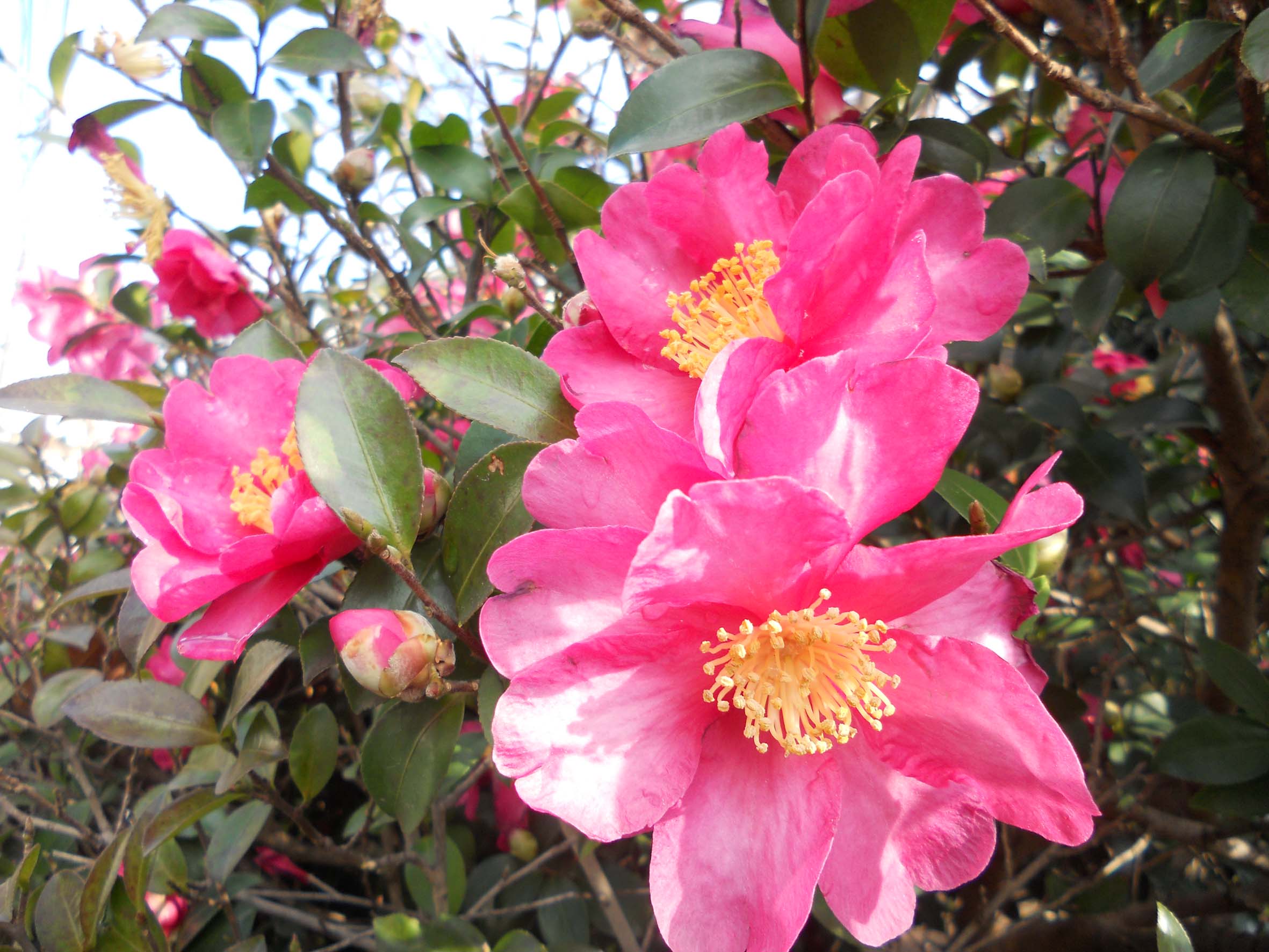 山茶花