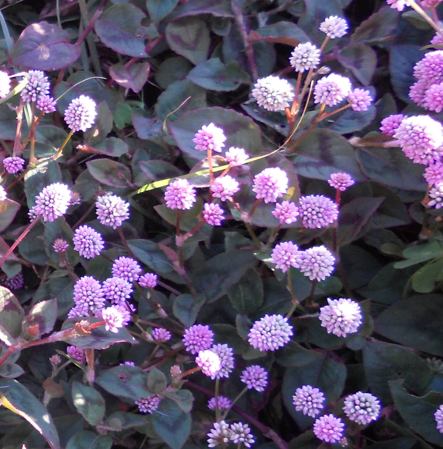 １２月の花